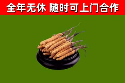 乌海市烟酒回收冬虫夏草.jpg